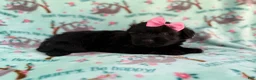 Aussiedoodle dogs for sale: Darla - Ad 5