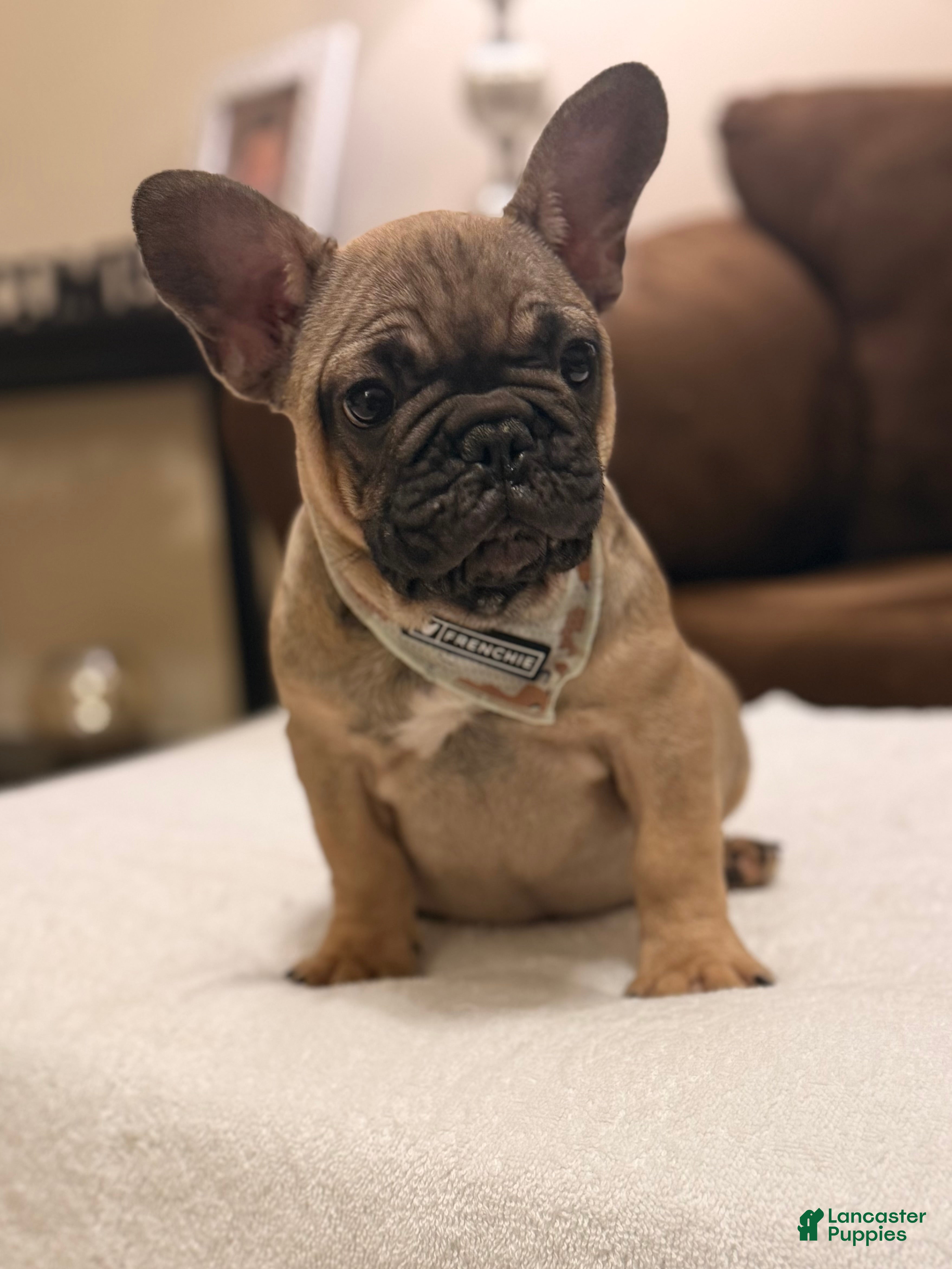 French Bulldog dogs 2 - Fawn Sable - Ad 15