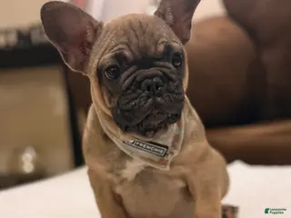 French Bulldog dogs 2 - Fawn Sable - Ad 23