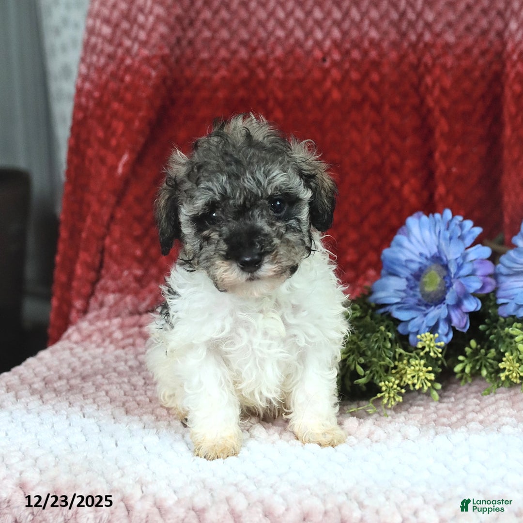 Miniature Poodle dogs for sale: Melissa - Ad 5