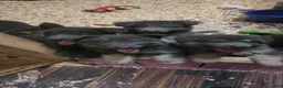 German Shepherd dogs for sale: Omelette  - Ad 4