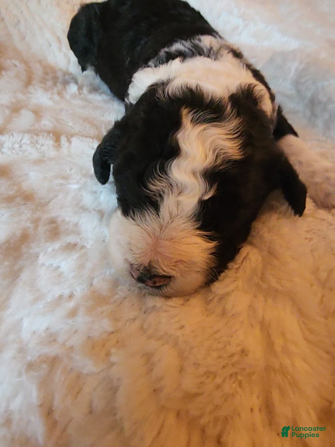 Mixed Breed dogs for sale: Kirk - Ad 3