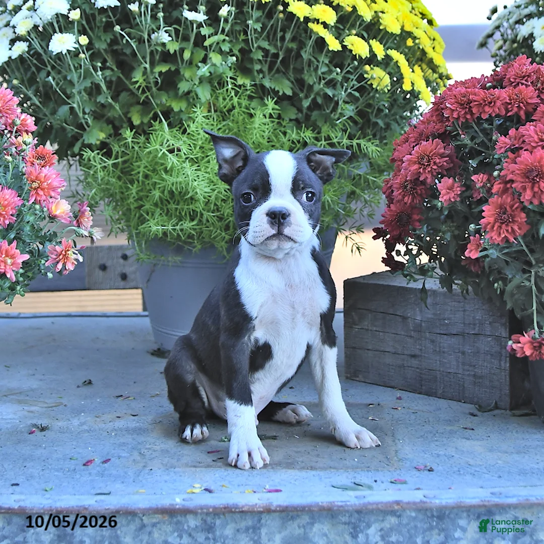 Boston Terrier dogs for sale: Holden - Ad 1