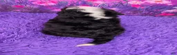 Mini Bernedoodle dogs for sale: Hopscotch - Ad 4