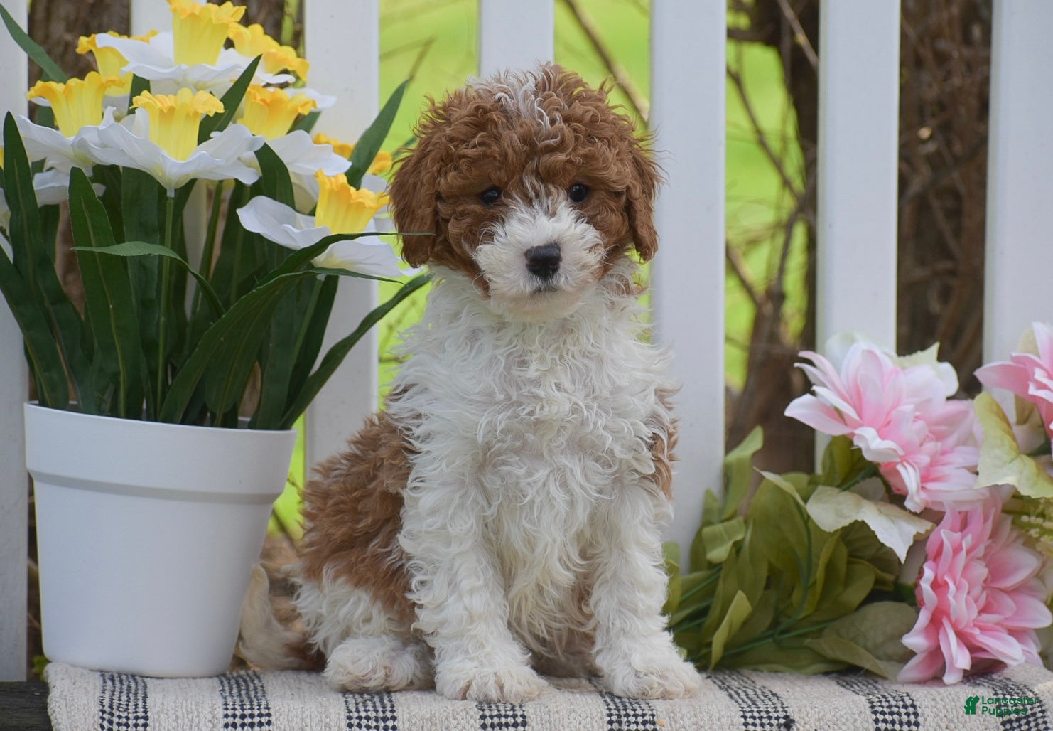 Cavapoo dogs Stella - Ad 1