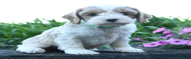 Oscar
