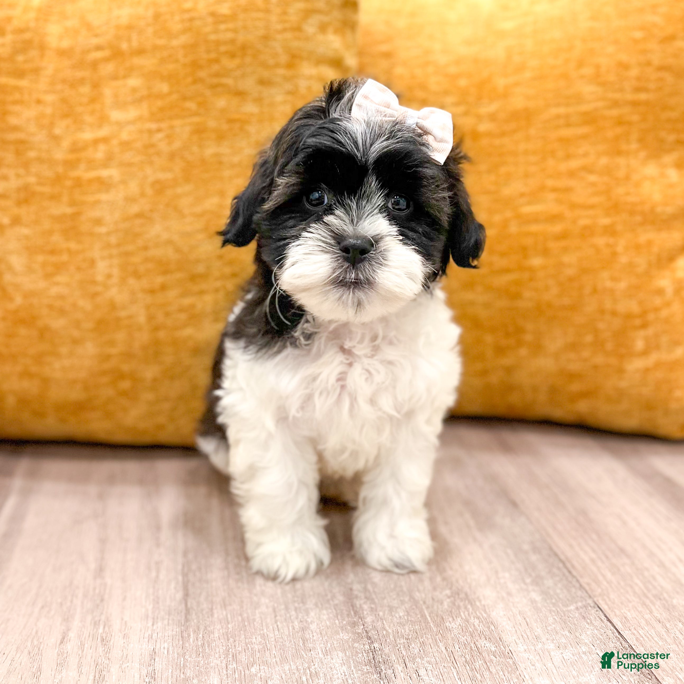 Shihpoo dogs Muffin - Ad 1