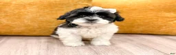 Shihpoo dogs for sale: Muffin - Ad 1