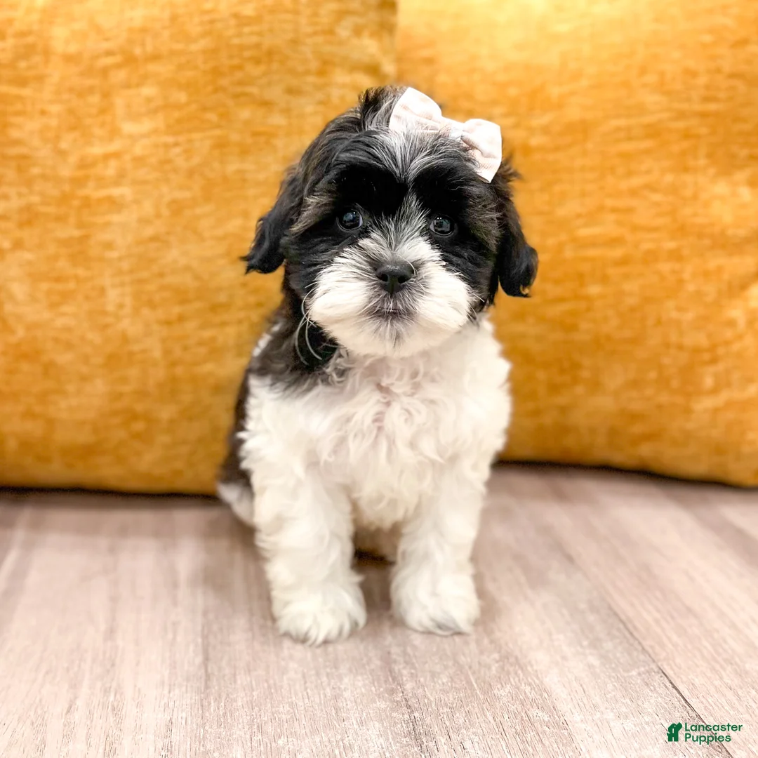 Shihpoo dogs for sale: Muffin - Ad 1