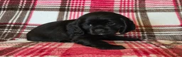 Mixed Breed dogs for sale: Lila  - Ad 5