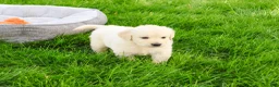 Golden Retriever dogs for sale: Brody  - Ad 2