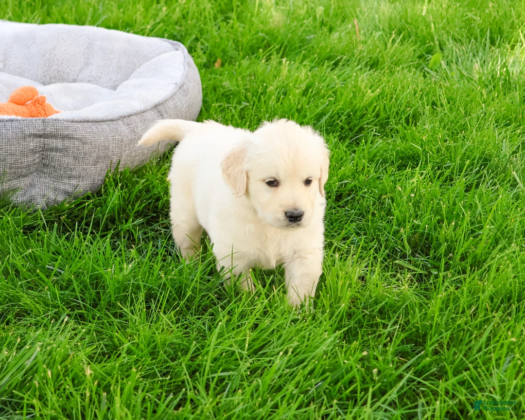 Golden Retriever dogs for sale: Brody  - Ad 2