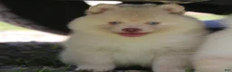 Pomsky dogs for sale: Cotton - Ad 9