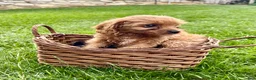 Cavapoo dogs for sale: Callie - Ad 5