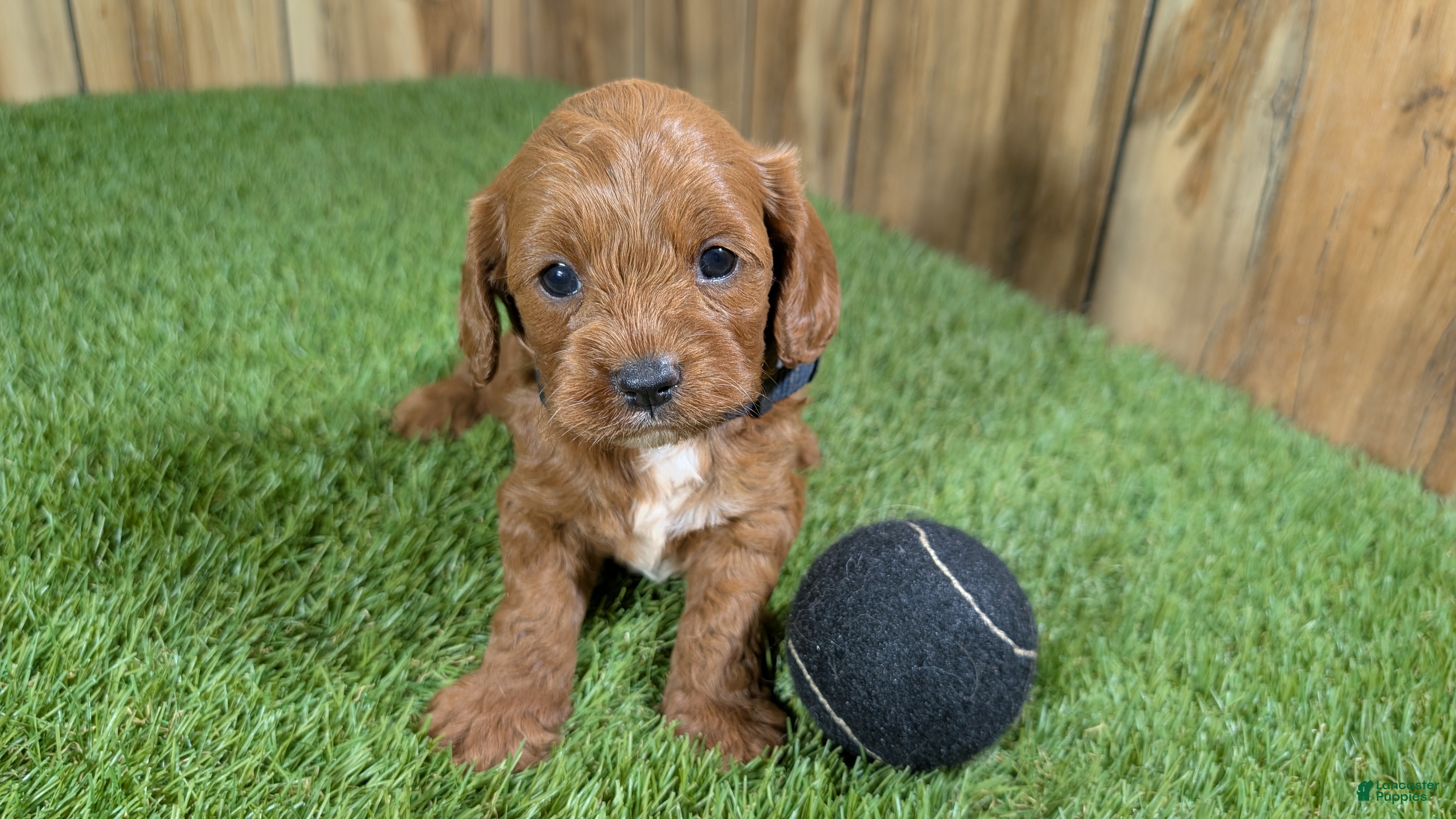 Cavapoo dogs Sadie Boy 1 - Ad 17