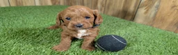 Cavapoo dogs for sale: Sadie Boy 1 - Ad 1