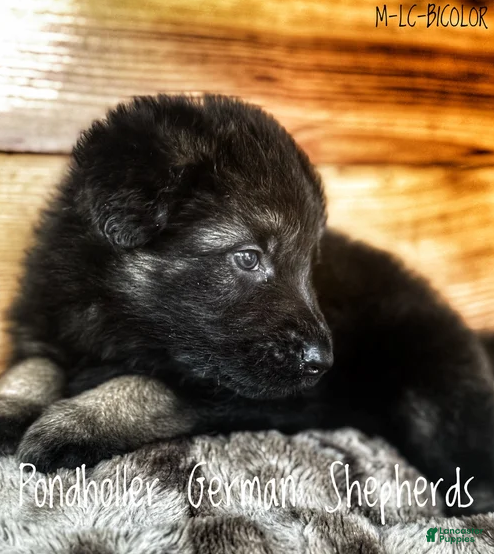 German Shepherd dogs Bi-Color Long Coat Male 2 - Ad 1