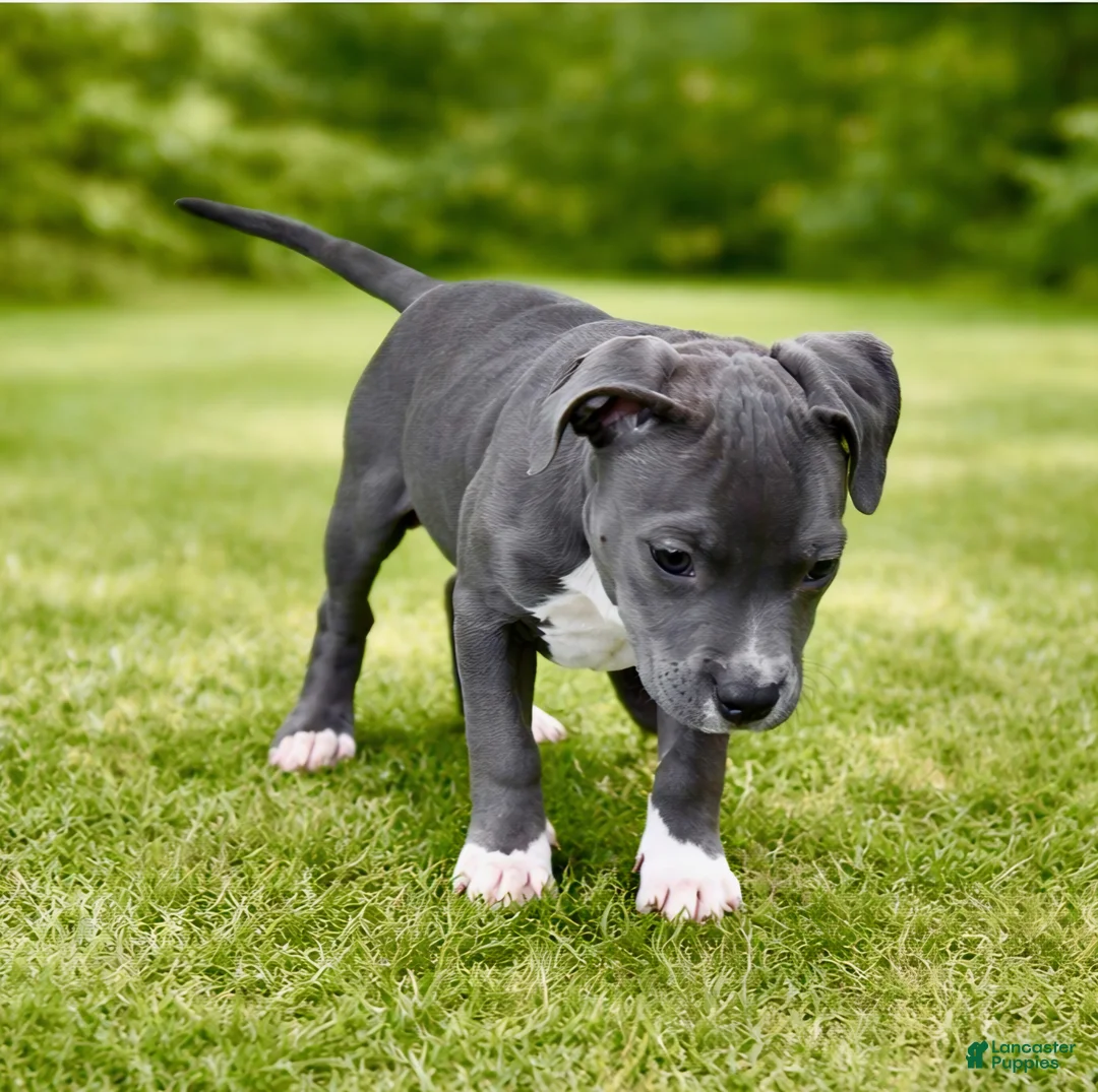 American Bully dogs for sale: AALIYAH - Ad 3