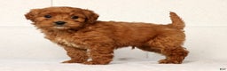 Mini Goldendoodle dogs for sale: Lonnie - Ad 3