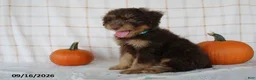 Mini Aussiedoodle dogs for sale: Benson - Ad 3
