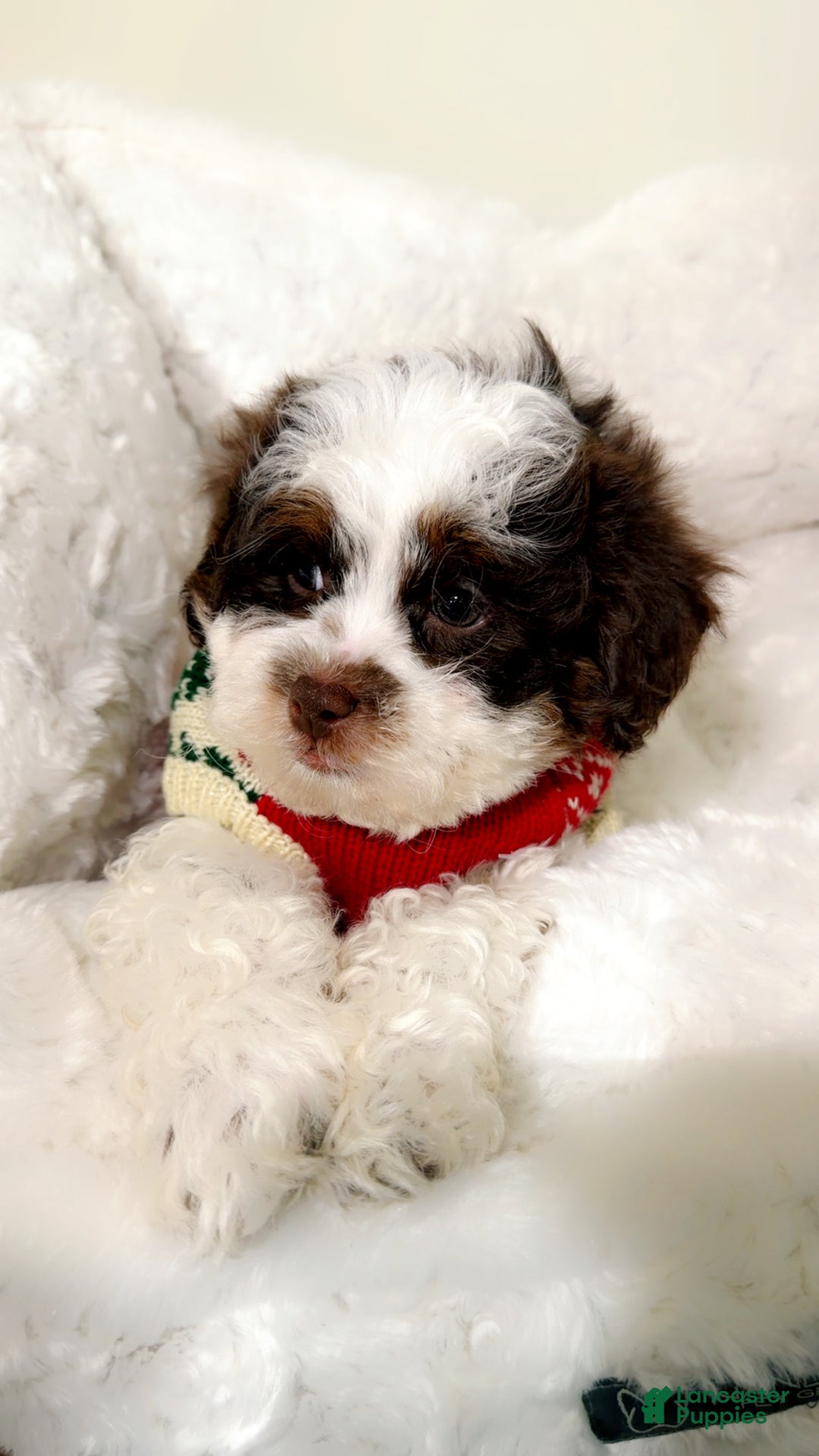Shihpoo dogs for sale: Oakley  - Ad 4