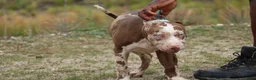 American Bully dogs for sale: Iris - Ad 5