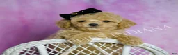 Toy Poodle dogs for sale: Rusty - Ad 4