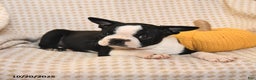 Boston Terrier dogs for sale: Clark - Ad 3