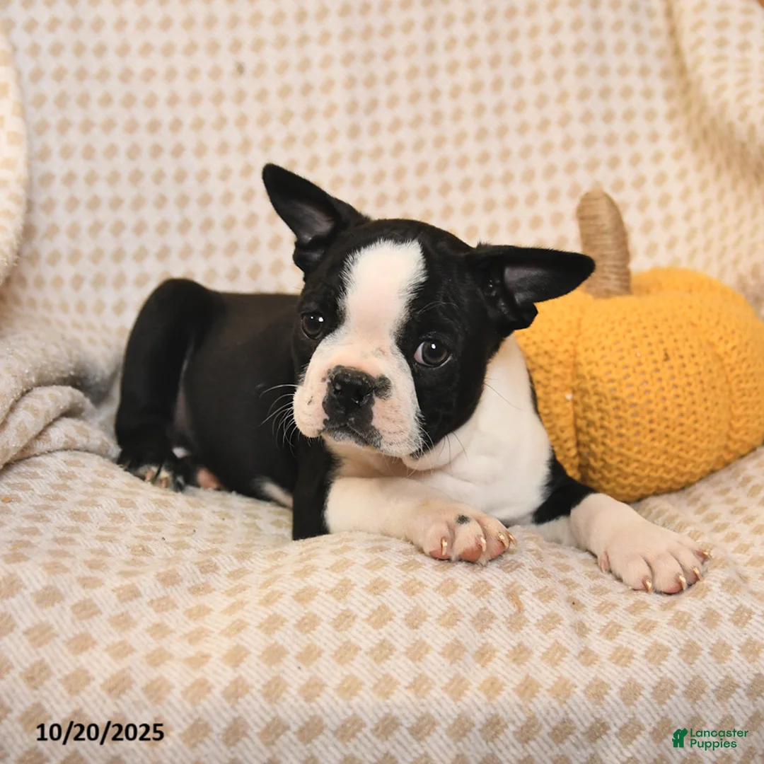Boston Terrier dogs for sale: Clark - Ad 3
