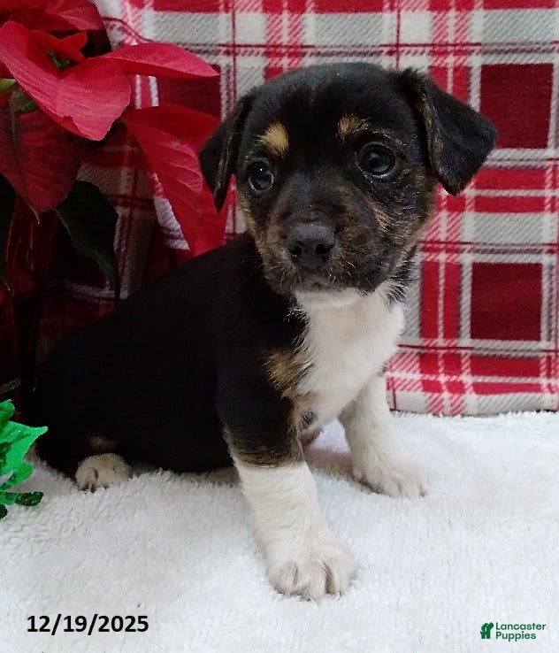 Mixed Breed dogs Tina - Ad 5