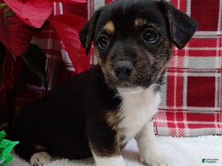 Mixed Breed dogs Tina - Ad 5