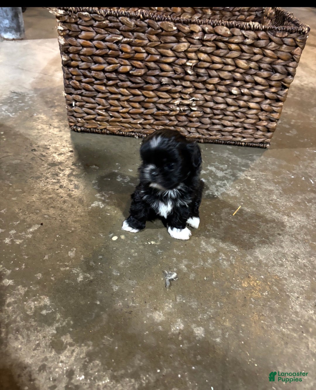 Shih Tzu dogs for sale: Diva - Ad 5