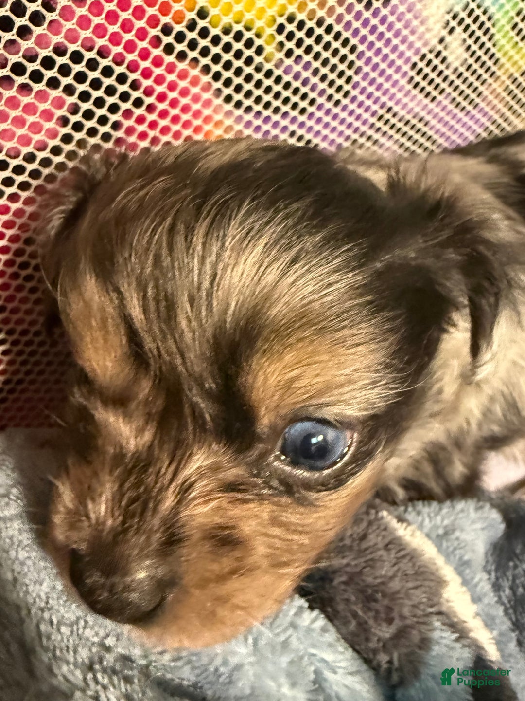 Mixed Breed dogs for sale: Chihuahua male black Merle chion chi/Papillion  - Ad 10