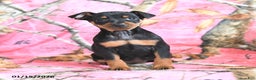 Miniature Pinscher dogs for sale: Queeny - Ad 1