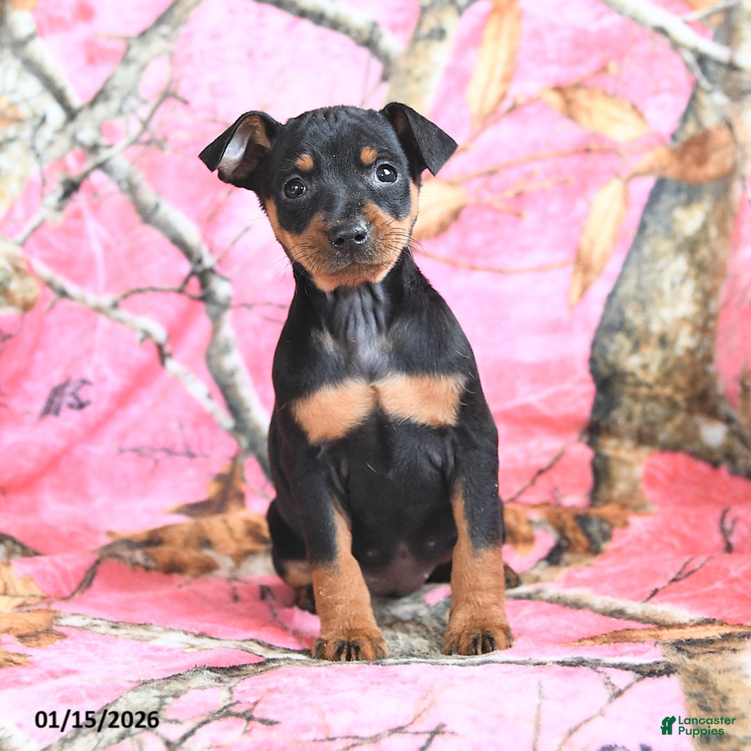 Miniature Pinscher dogs for sale: Queeny - Ad 1