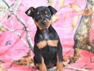 Miniature Pinscher dogs Queeny - Ad 6