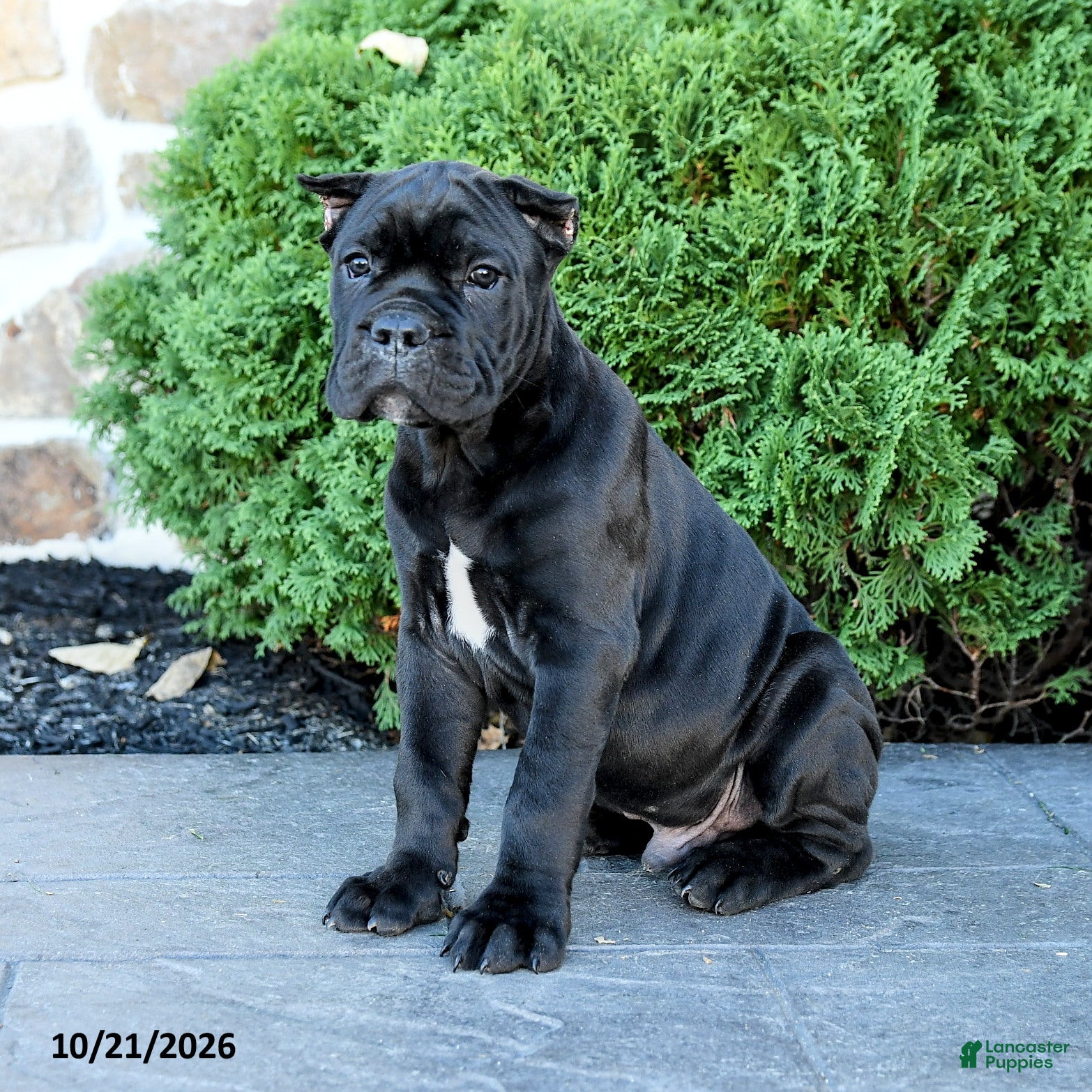 Cane Corso dogs Legend - Ad 1