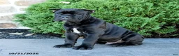Cane Corso dogs for sale: Legend - Ad 1