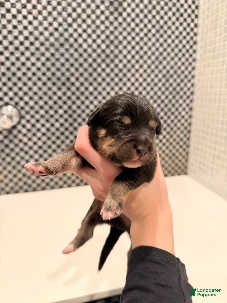 Australian Shepherd dogs for sale: Winston - Ad 1