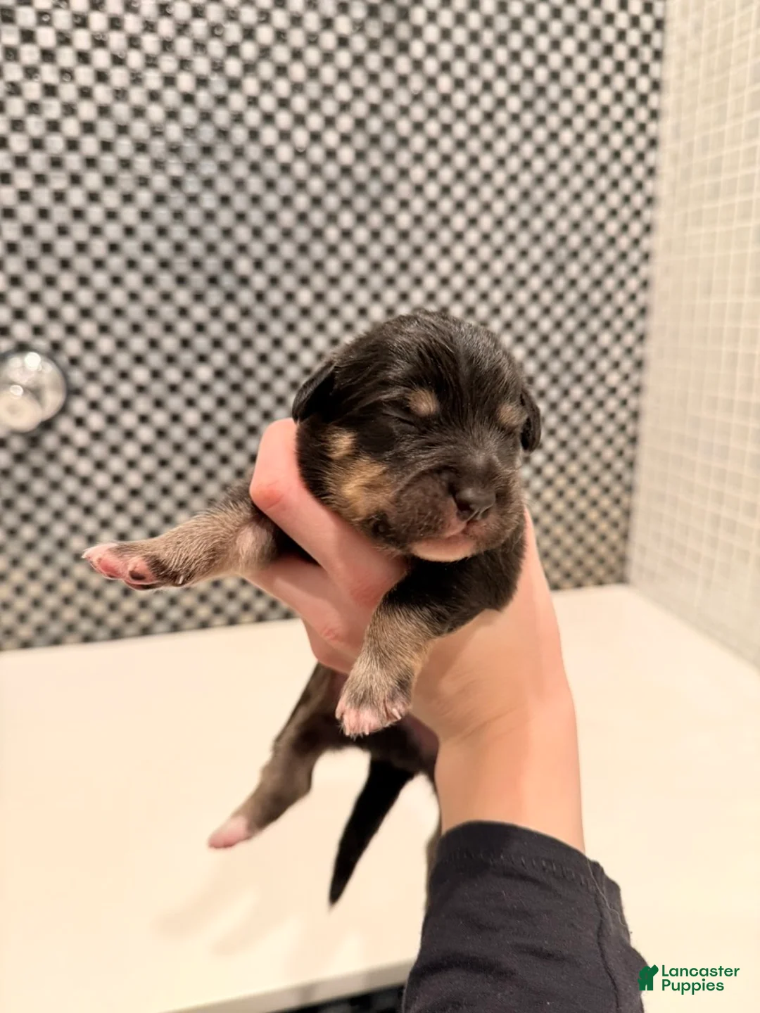 Australian Shepherd dogs for sale: Winston - Ad 1