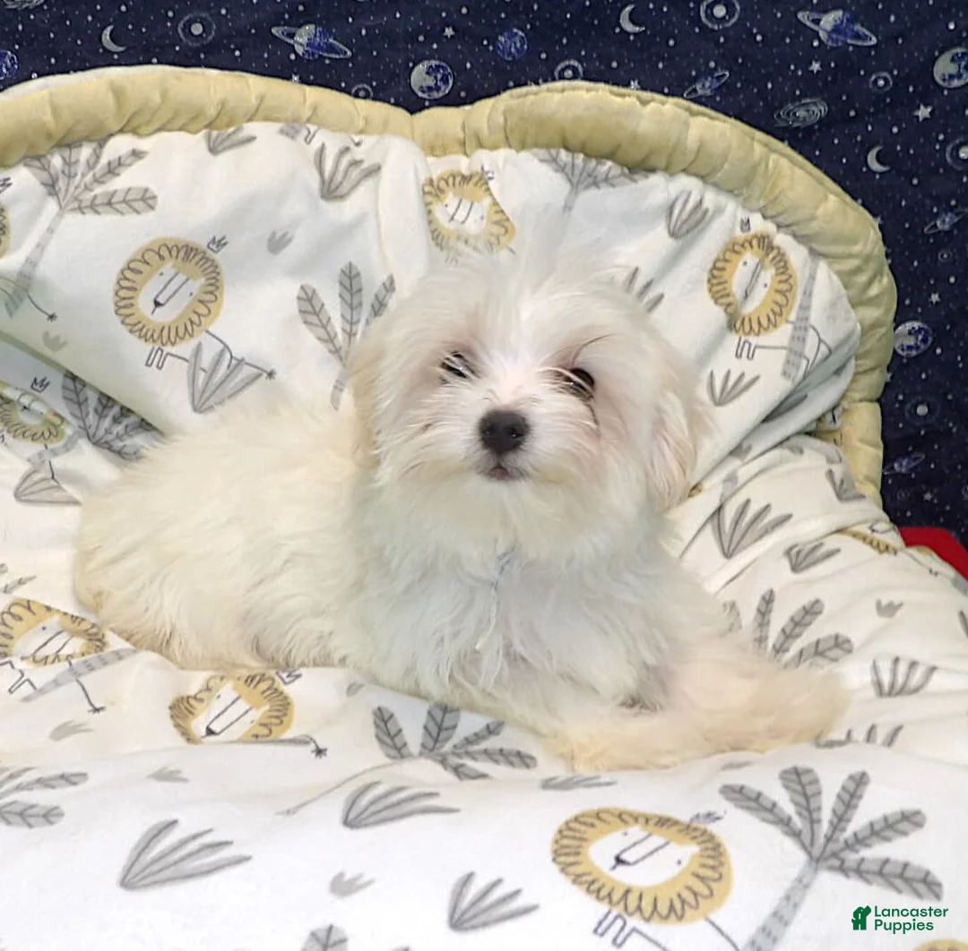 Morkie dogs for sale: Fabian - Ad 3
