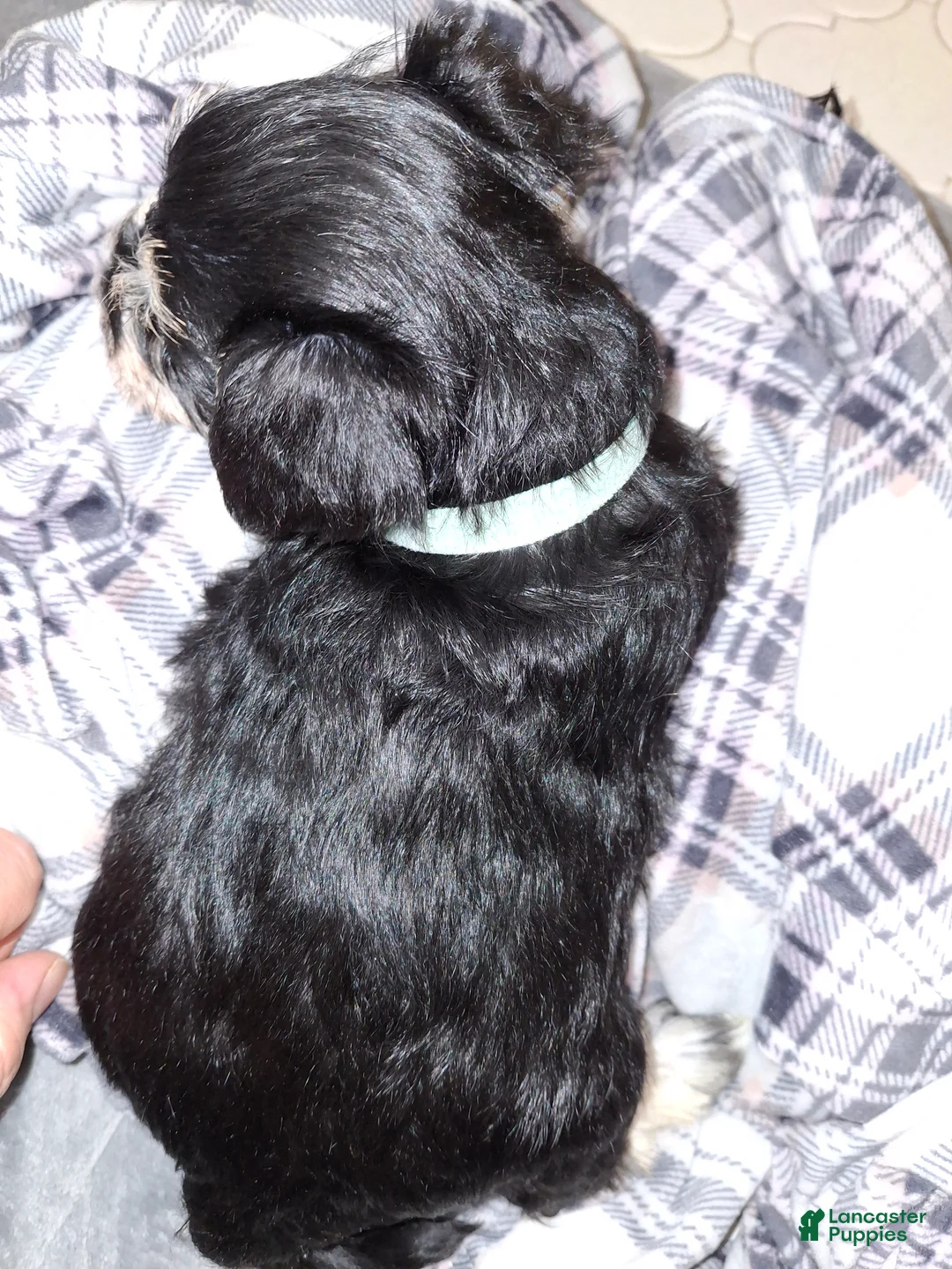 Miniature Schnauzer dogs for sale: Ms. MINTY - Ad 2