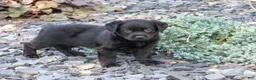 Labrador Retriever dogs for sale: Mowgli - Ad 3