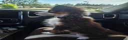 Miniature Australian Shepherd dogs for sale: Taylor - Ad 8