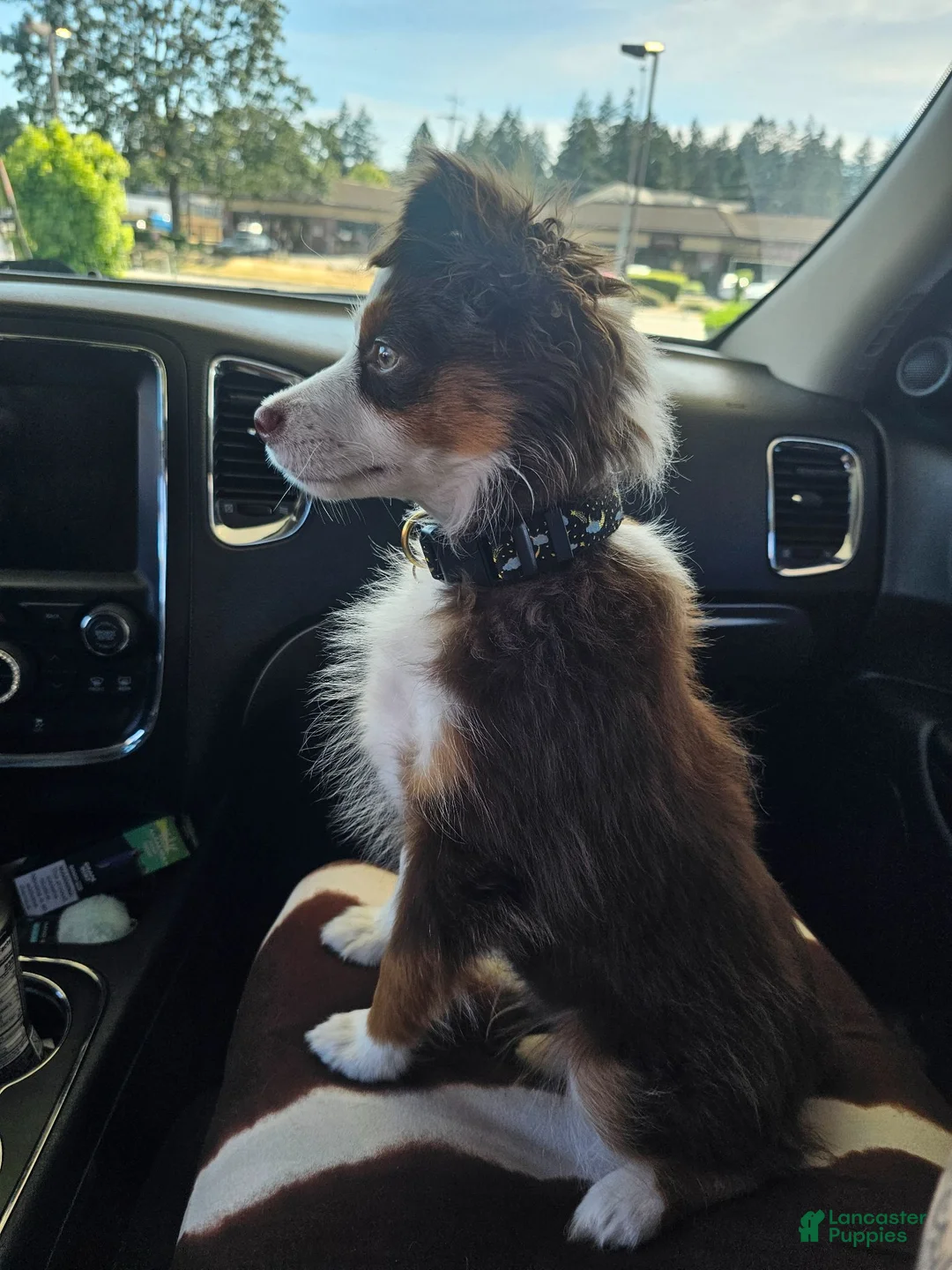 Miniature Australian Shepherd dogs for sale: Taylor - Ad 8