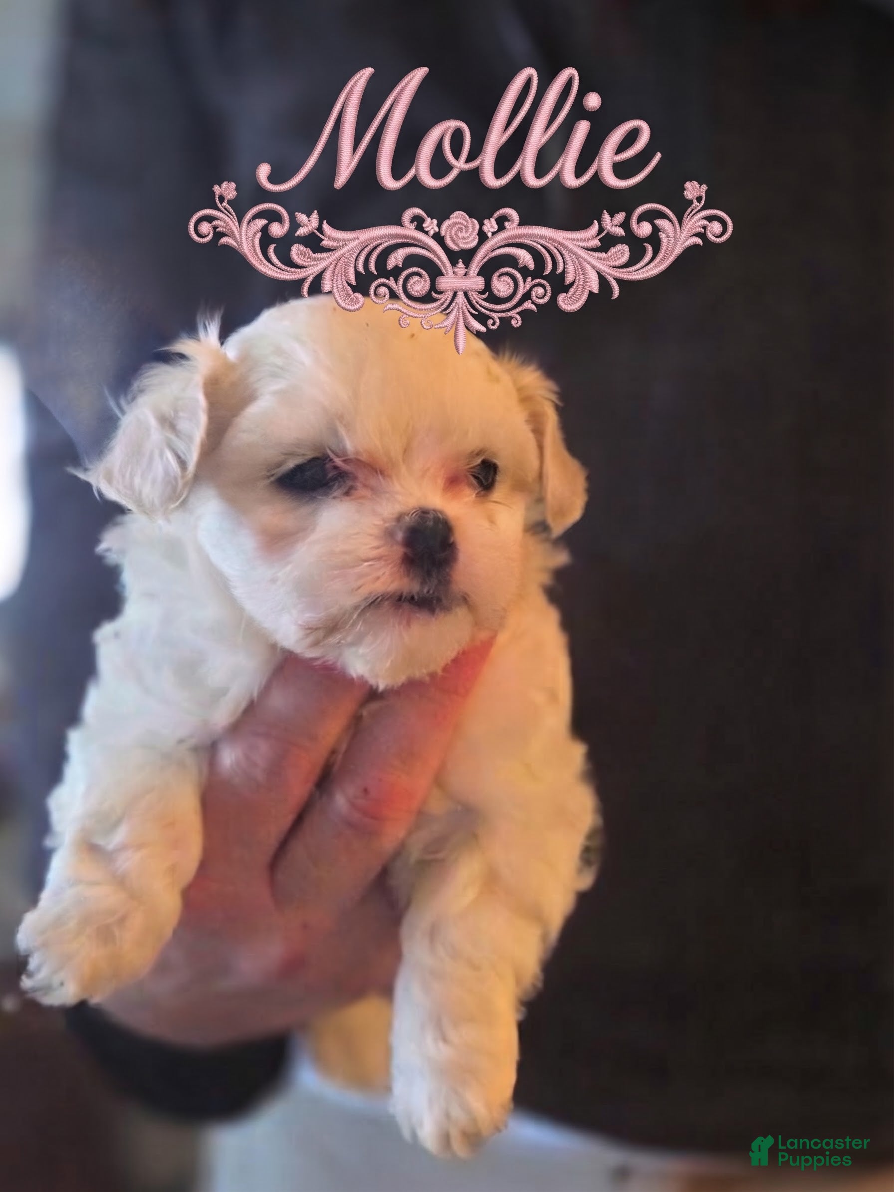 Malshi dogs for sale: Mollie - Ad 14