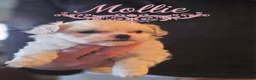 Malshi dogs for sale: Mollie - Ad 1