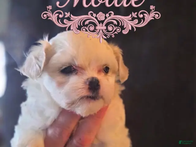Malshi dogs for sale: Mollie - Ad 14