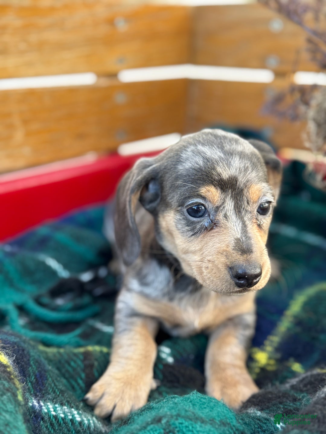 Miniature Dachshund dogs for sale: Coco - Ad 9