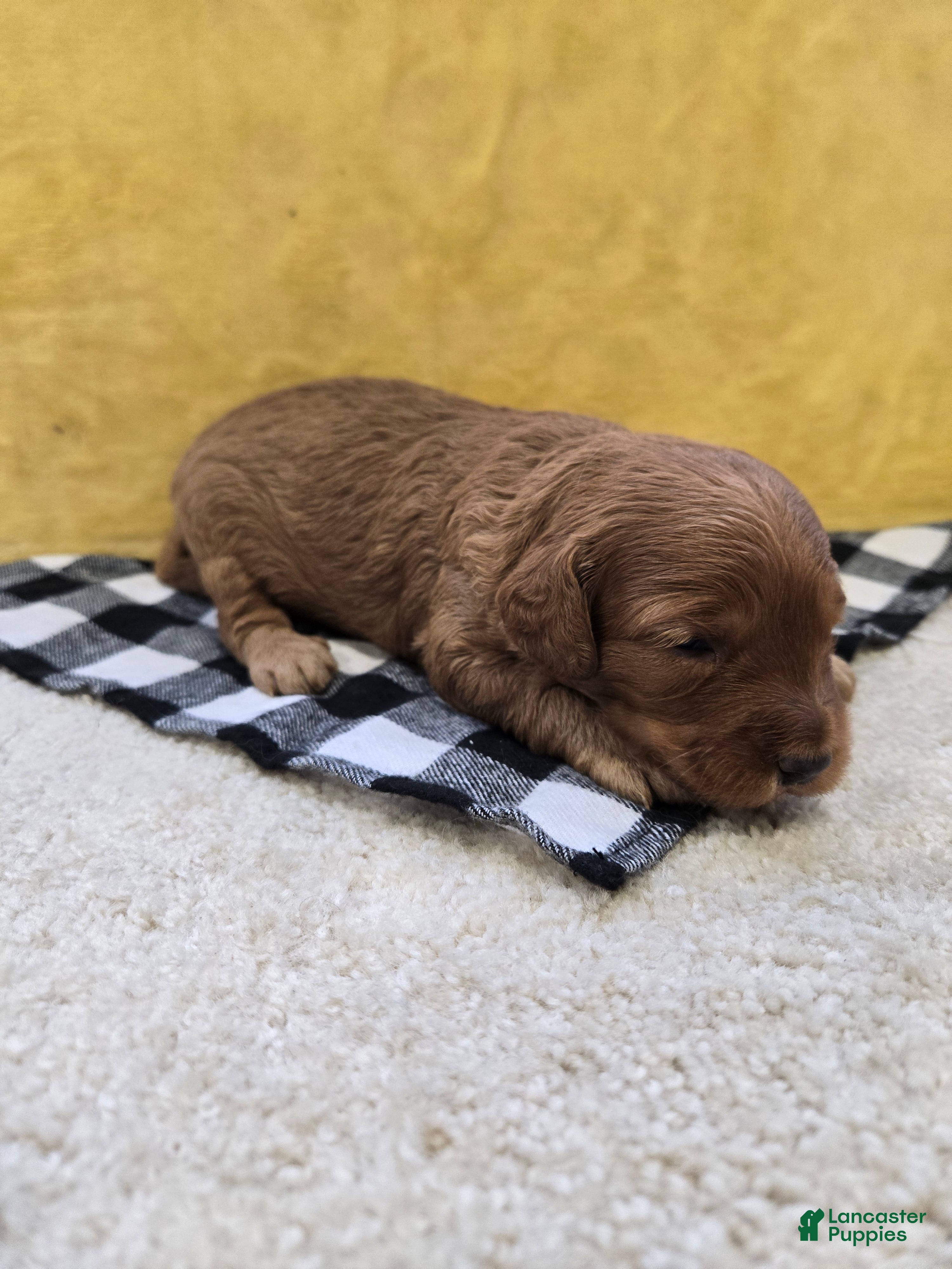 Mini Goldendoodle dogs Cliff - Ad 1